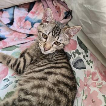 Otter -  Domestic Short Hair Cat for Adoption - Otter | PetCurious