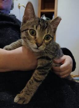 Domestic Short Hair Cats Available for Adoption - Pita | PetCurious