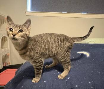 Eros 6822 -  Domestic Medium Hair Cat for Adoption in Dallas, Texas - Eros 6822 | PetCurious
