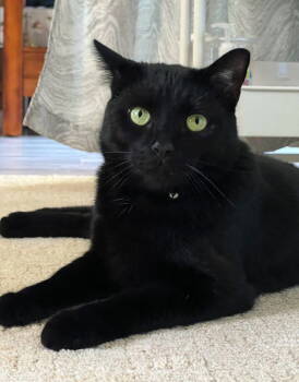 Rescue Domestic Short Hair Cats for Adoption in Fishers, Indiana - Louie Oliver | PetCurious