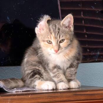 Domestic Short Hair Cats Available for Adoption in Mission Viejo, California - Ska | PetCurious