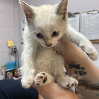 Rodney -  Domestic Short Hair Cat for Adoption in Port Charlotte, Florida - Rodney | PetCurious