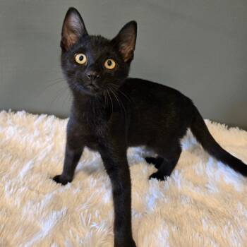 BB -  Domestic Short Hair Cat for Adoption in Centerville, Tennessee - BB | PetCurious