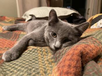 Rescue Domestic Short Hair Cats for Adoption in Tustin, California - Charlie | PetCurious