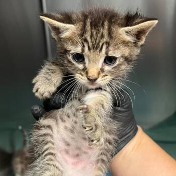 Mochi -  Domestic Short Hair Cat for Adoption in Redwood City, California - Mochi | PetCurious