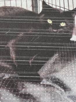 Domestic Short Hair Cats Available for Adoption in New Windsor, New York - Frankie | PetCurious