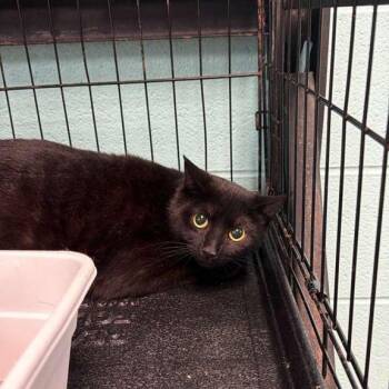 Domestic Short Hair Cats Available for Adoption - Meowtini | PetCurious