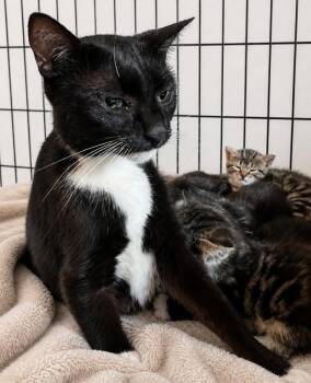 Licorice -  Domestic Short Hair Cat for Adoption in Dalton, Georgia - Licorice | PetCurious