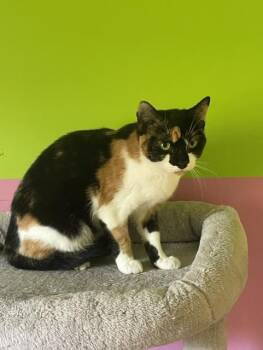 Brooke -  Domestic Short Hair Cat for Adoption in Fredericton, New Brunswick - Brooke | PetCurious
