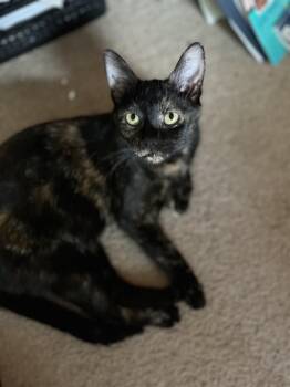 Rescue Tortoiseshell Cats for Adoption in Hoffman Estates, Illinois - Jasmine | PetCurious
