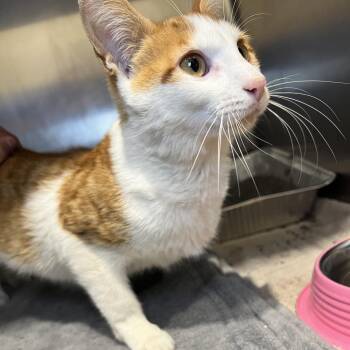 Tuna -  Domestic Short Hair Cat for Adoption in Matteson, Illinois - Tuna | PetCurious