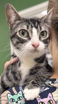 Rescue Domestic Short Hair Cats for Adoption in Athens, Georgia - Zavy | PetCurious