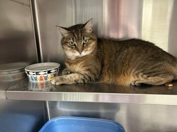 Mozie -  American Bobtail Cat for Adoption in Sudbury, Massachusetts - Mozie | PetCurious