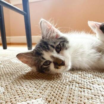 Germ-X -  Domestic Short Hair Cat for Adoption in Chesapeake, Virginia - Germ-X | PetCurious