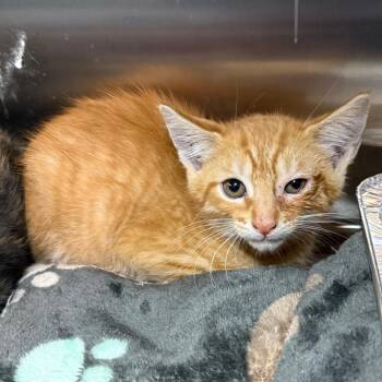 Domestic Short Hair Cats Available for Adoption - Harry | PetCurious