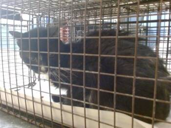 CESAR -  Domestic Short Hair Cat for Adoption in Doral, Florida - CESAR | PetCurious