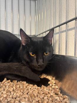 Fisher -  Domestic Short Hair Cat for Adoption in Rock Springs, Wyoming - Fisher | PetCurious