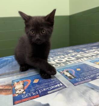 Meowdacris -  Domestic Short Hair Cat for Adoption in Merrillville, Indiana - Meowdacris | PetCurious