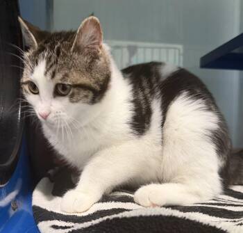 Domestic Short Hair Cats Available for Adoption in Sault Ste. Marie, Michigan - Lottie | PetCurious