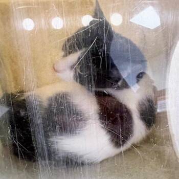 Sandwich -  Domestic Short Hair Cat for Adoption in Philadelphia, Pennsylvania - Sandwich | PetCurious