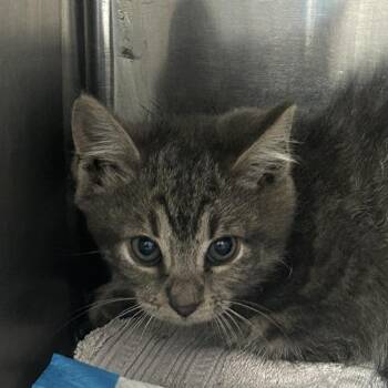 Domestic Short Hair Cats Available for Adoption in Newark, New Jersey - Charolette | PetCurious