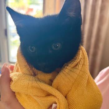 Domestic Short Hair Cats Available for Adoption in Chino Hills, California - Iggy | PetCurious
