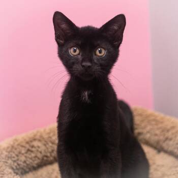 Tulissa -  Domestic Short Hair Cat for Adoption in St. Augustine, Florida - Tulissa | PetCurious