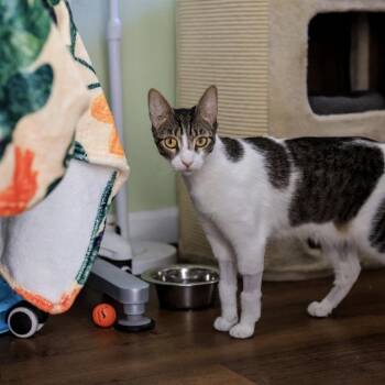Din -  Domestic Short Hair Cat for Adoption in Los Angeles, California - Din | PetCurious