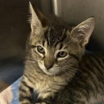 Ocean -  Domestic Short Hair Cat for Adoption in Clearwater, Florida - Ocean | PetCurious