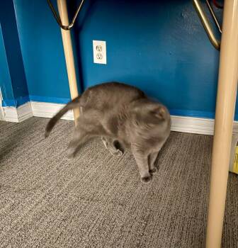 Russian Blue and Domestic Short Hair Cats Available for Adoption - Chiquita OS 0216 | PetCurious