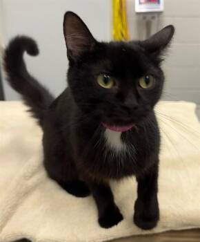 DOVEY -  Domestic Short Hair Cat for Adoption in Peoria, Illinois - DOVEY | PetCurious