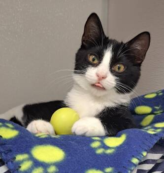 Sparky -  Domestic Short Hair Cat for Adoption in Manning, South Carolina - Sparky | PetCurious