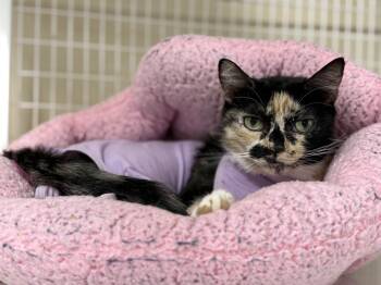 Rescue Domestic Short Hair Cats for Adoption in San Luis Obispo, California - Maya | PetCurious