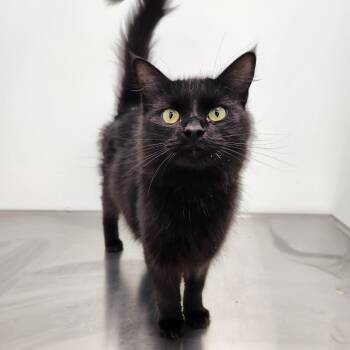Pepper -  Domestic Medium Hair Cat for Adoption in Clavet, Saskatchewan - Pepper | PetCurious