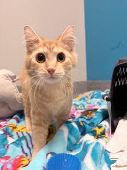 Trotter -  Domestic Short Hair Cat for Adoption in Fort Collins, Colorado - Trotter | PetCurious