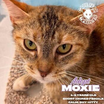 Moxie -  Torbie Cat for Adoption in Wilmington, North Carolina - Moxie | PetCurious