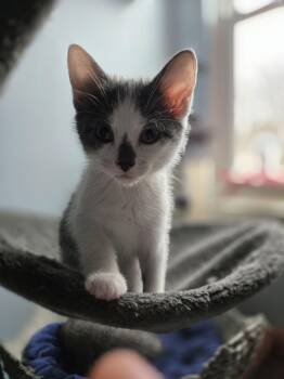 Domestic Short Hair Cats Available for Adoption - Betelgeuse | PetCurious