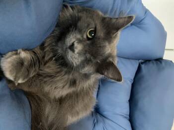 Rescue Russian Blue and Maine Coon Cats for Adoption in Humble, Texas - Andi | PetCurious