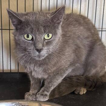 Denise -  Domestic Medium Hair Cat for Adoption in Saginaw, Michigan - Denise | PetCurious