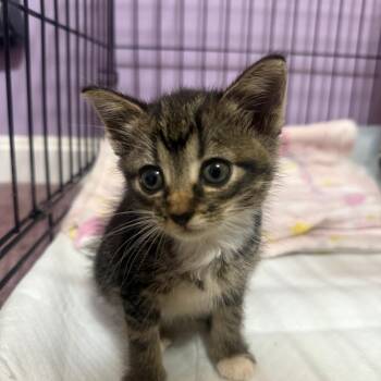 Betty Bowers -  Domestic Short Hair Cat for Adoption in Woodstock, Virginia - Betty Bowers | PetCurious