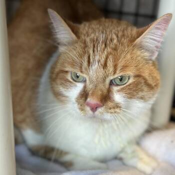 Leo -  Domestic Short Hair Cat for Adoption in Matteson, Illinois - Leo | PetCurious