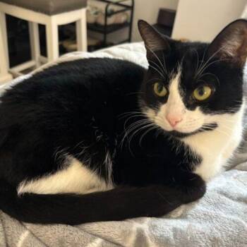 Domestic Short Hair Cats Available for Adoption - Dutchess | PetCurious
