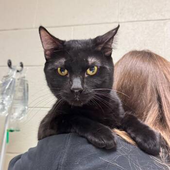 Domestic Short Hair Cats Available for Adoption in Bristol, Indiana - Pepper | PetCurious