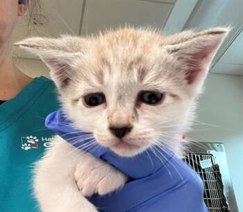 GIZMO -  Domestic Short Hair Cat for Adoption in Houston, Texas - GIZMO | PetCurious