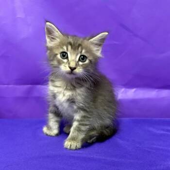 Lex Luther -  Domestic Medium Hair Cat for Adoption in North Myrtle Beach, South Carolina - Lex Luther | PetCurious