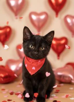 Domestic Short Hair Cats Available for Adoption - Maddox | PetCurious