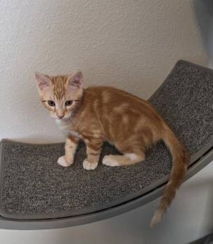 Baron von Biscuit -  Domestic Short Hair Cat for Adoption in Brandon, Florida - Baron Von Biscuit | PetCurious