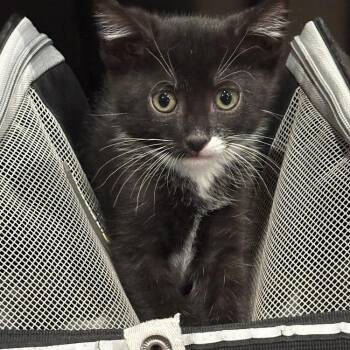 Vinny -  Domestic Medium Hair Cat for Adoption in Johnson City, Tennessee - Vinny | PetCurious
