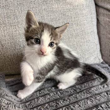 Perry -  Domestic Short Hair Cat for Adoption - Perry | PetCurious