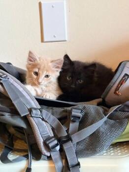 Black Jack -  Domestic Long Hair and Domestic Short Hair Cat for Adoption in Fairfax, Virginia - Black Jack | PetCurious